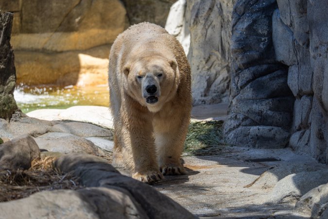 Captive polar bear at Sea World