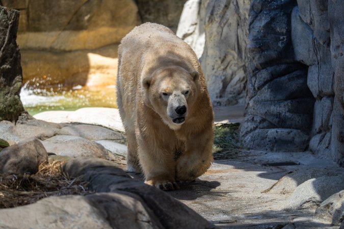 Captive polar bear at Sea World