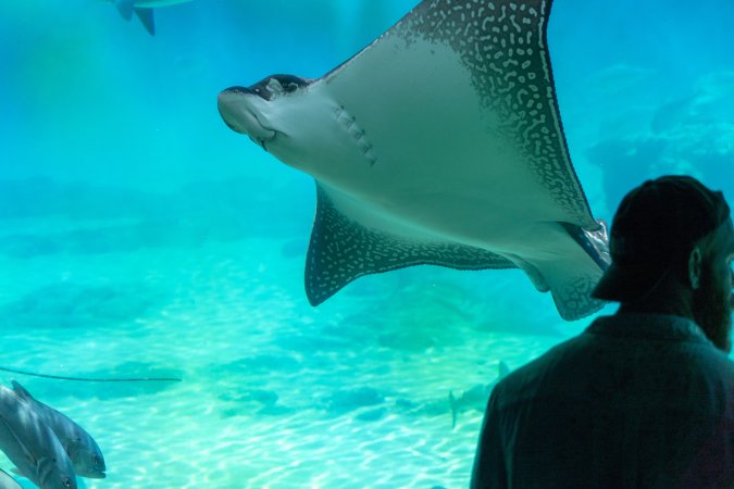 Aquarium at Sea World