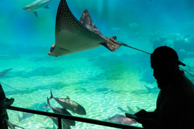 Aquarium at Sea World