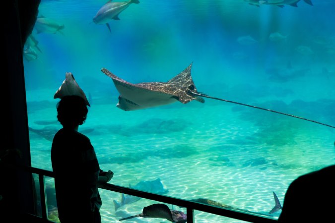 Aquarium at Sea World