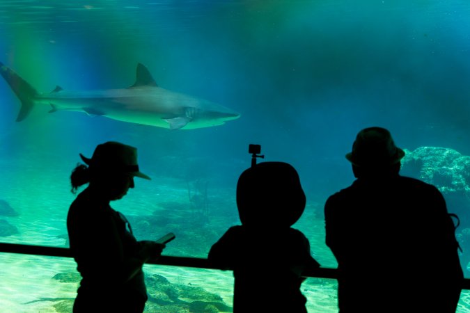 Aquarium at Sea World