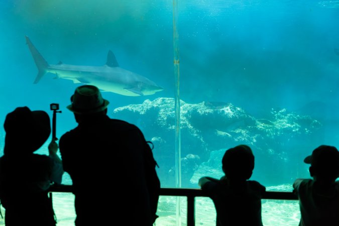 Aquarium at Sea World