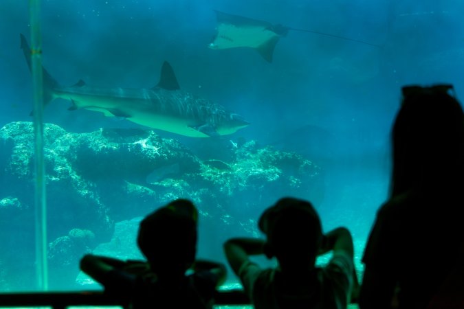 Aquarium at Sea World