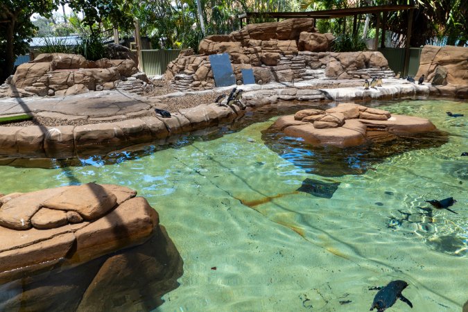 Little/fairy penguins at Sea World