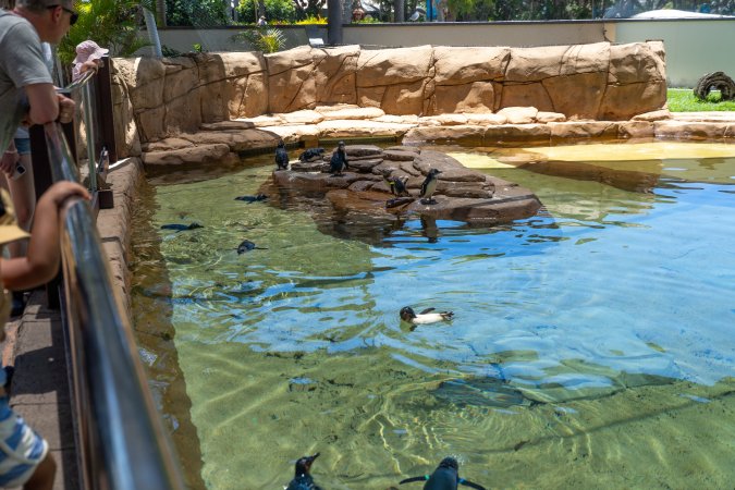 Little/fairy penguins at Sea World
