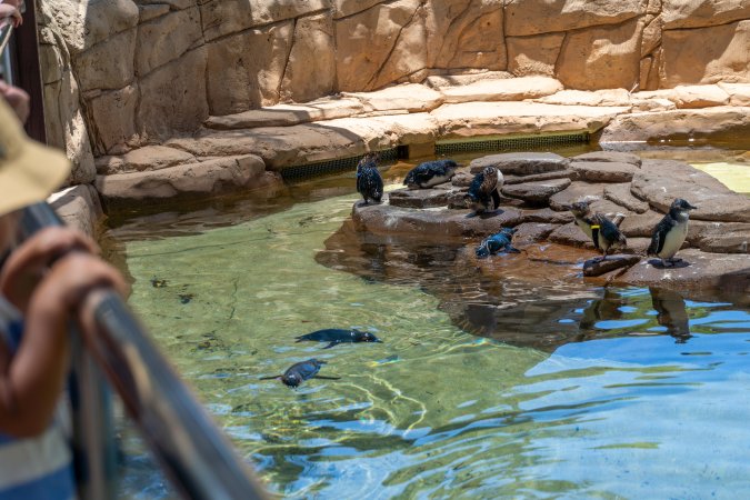 Little/fairy penguins at Sea World