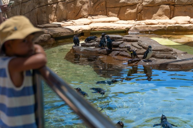 Little/fairy penguins at Sea World