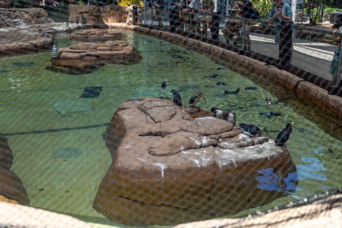 Little/fairy penguins at Sea World