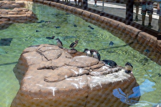 Little/fairy penguins at Sea World