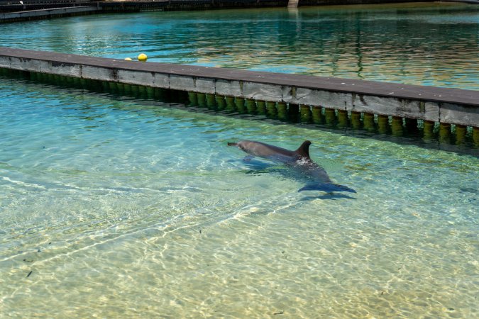 Dolphin enclosures at Sea World