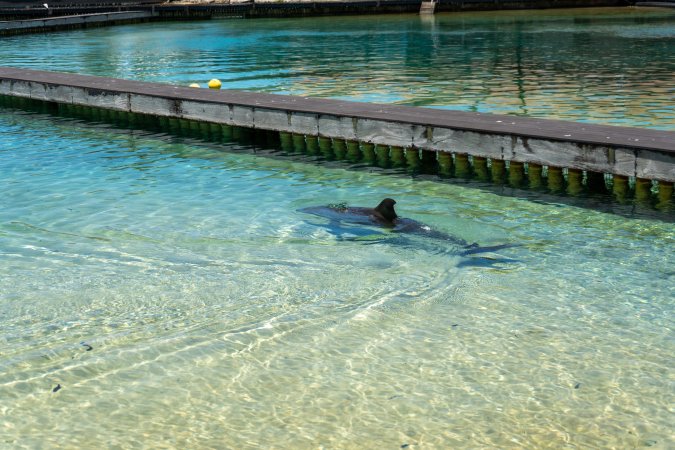 Dolphin enclosures at Sea World