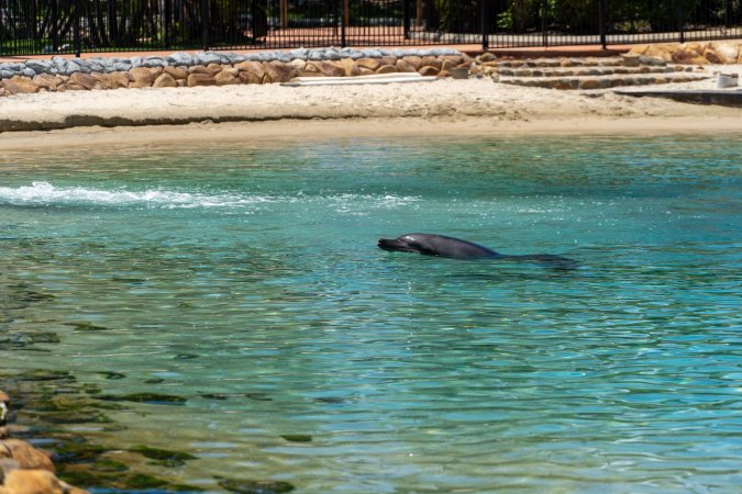 Dolphin enclosures at Sea World