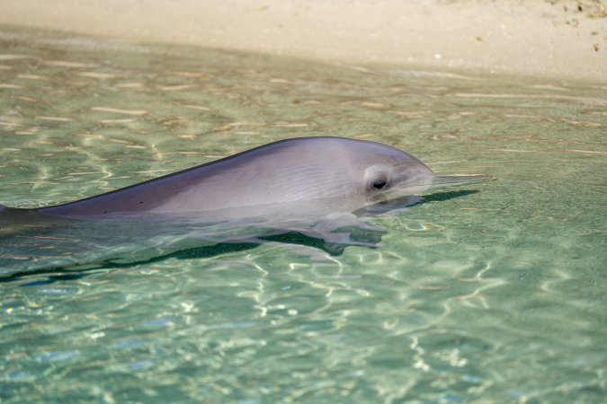 Dolphin enclosures at Sea World