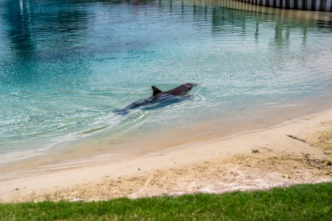 Dolphin enclosures at Sea World