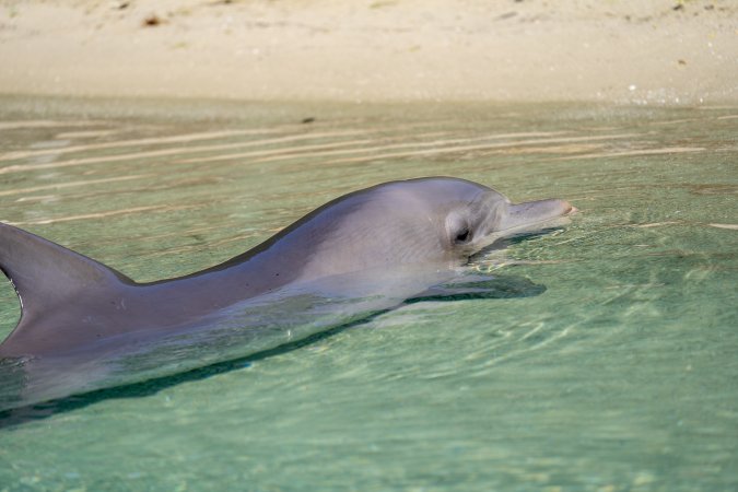 Dolphin enclosures at Sea World