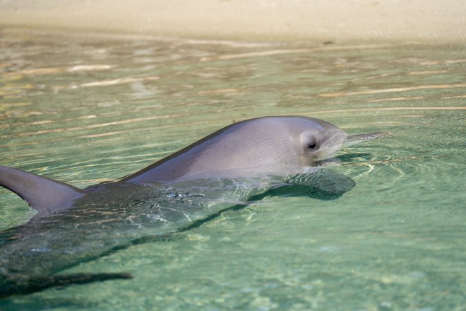 Dolphin enclosures at Sea World