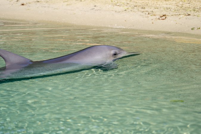 Dolphin enclosures at Sea World