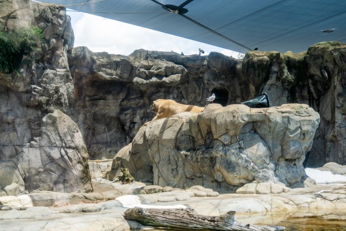 Captive polar bear at Sea World