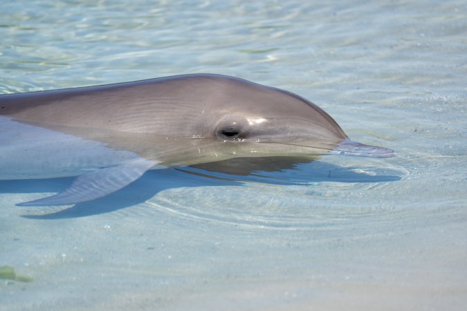 Dolphin enclosures at Sea World