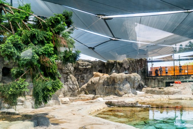 Captive polar bear at Sea World