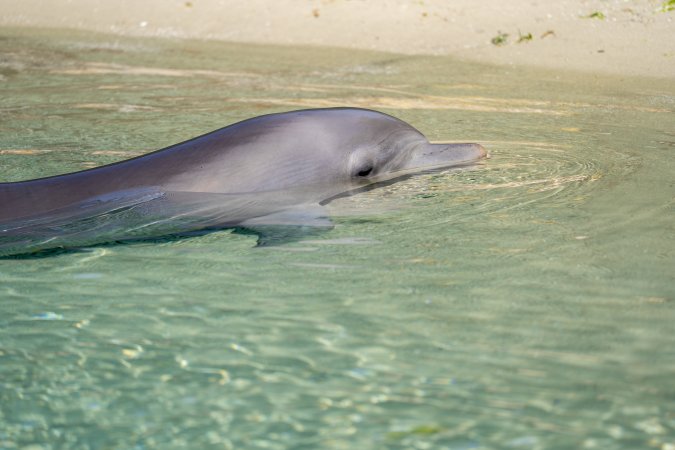 Dolphin enclosures at Sea World