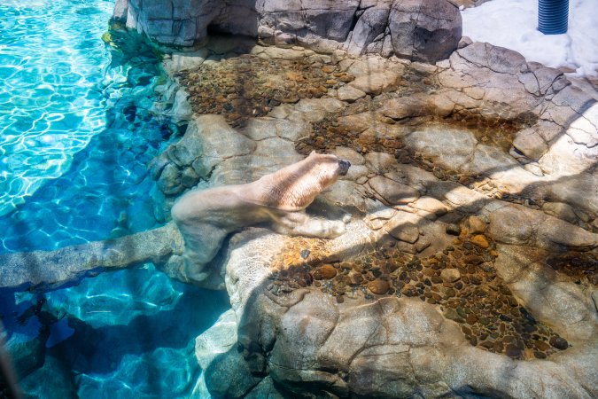 Captive polar bear at Sea World