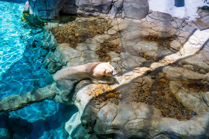 Captive polar bear at Sea World