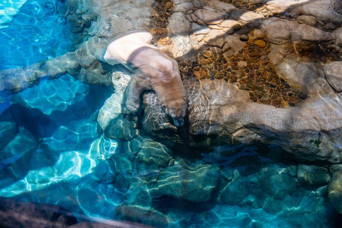 Captive polar bear at Sea World