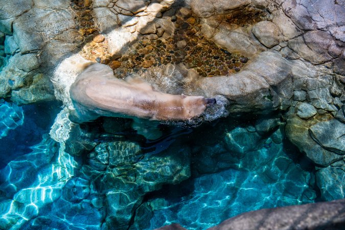 Captive polar bear at Sea World