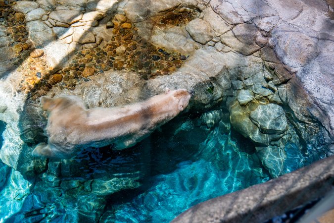 Captive polar bear at Sea World