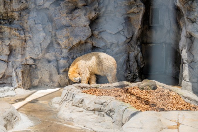 Captive polar bear at Sea World