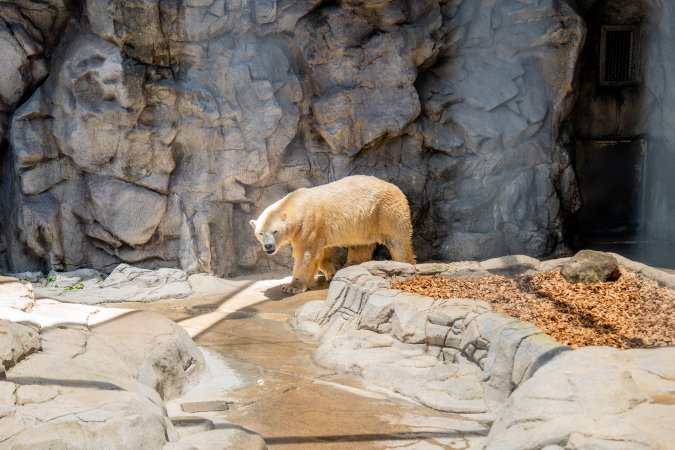 Captive polar bear at Sea World