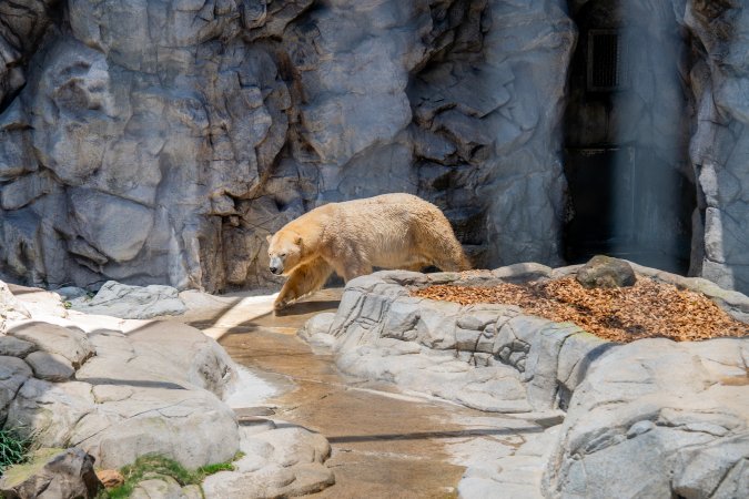 Captive polar bear at Sea World