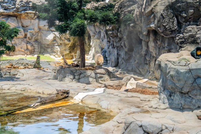 Captive polar bear at Sea World