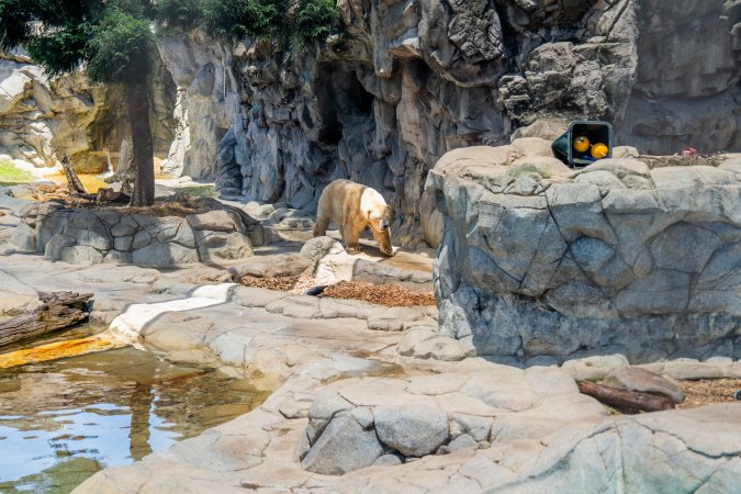Captive polar bear at Sea World