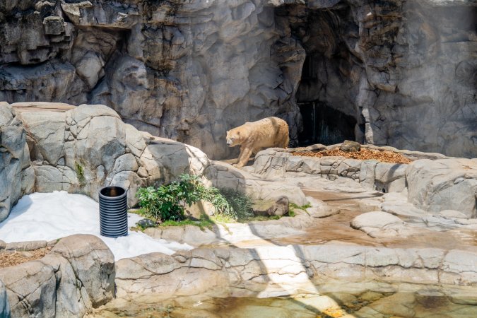 Captive polar bear at Sea World
