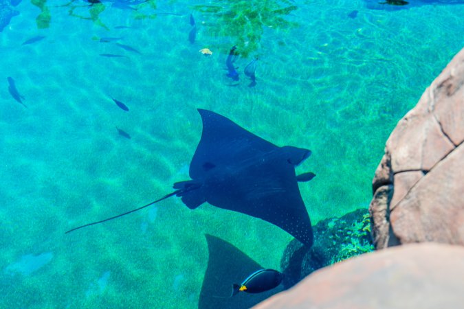 Aquarium at Sea World, from above