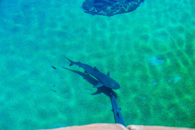 Aquarium at Sea World, from above
