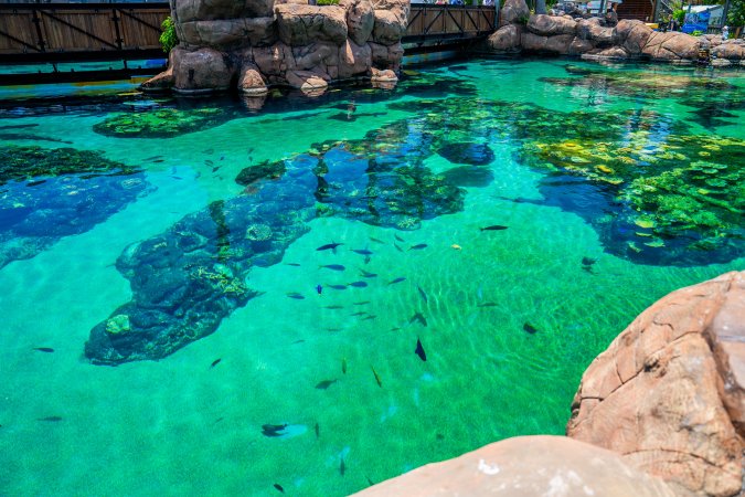 Aquarium at Sea World, from above