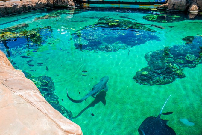 Aquarium at Sea World, from above