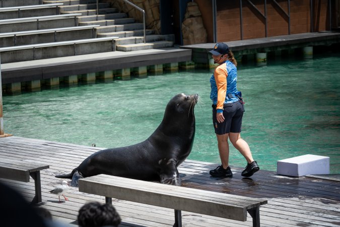 Seal show at Sea World