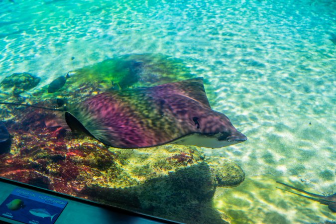 Aquarium at Sea World, from above