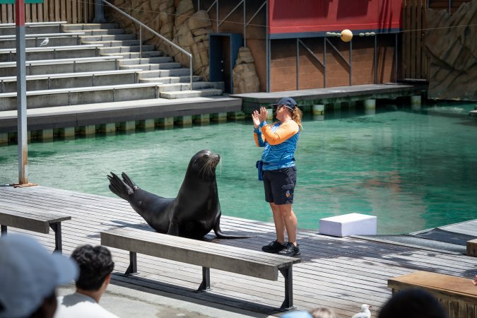 Seal show at Sea World