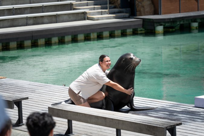 Seal show at Sea World
