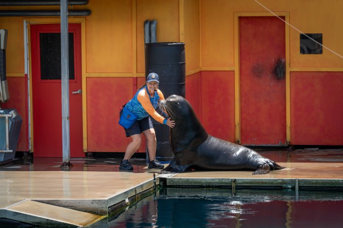 Seal show at Sea World