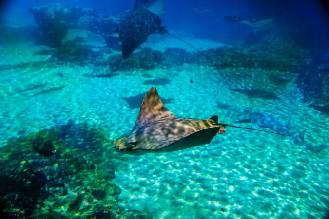 Aquarium at Sea World