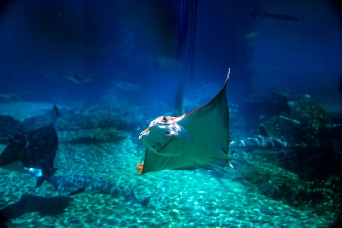 Aquarium at Sea World