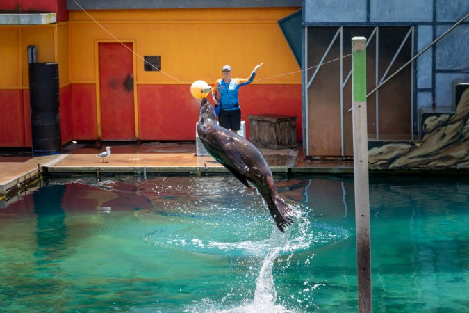 Seal show at Sea World