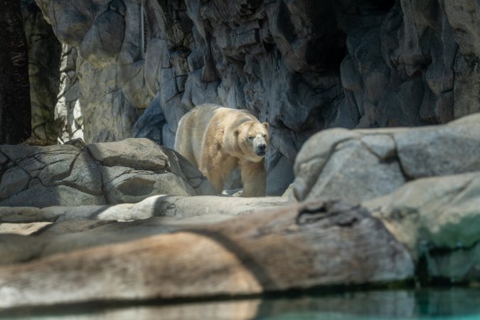 Captive polar bear at Sea World